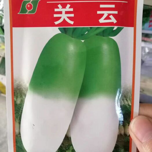 郑州 春季萝卜种子