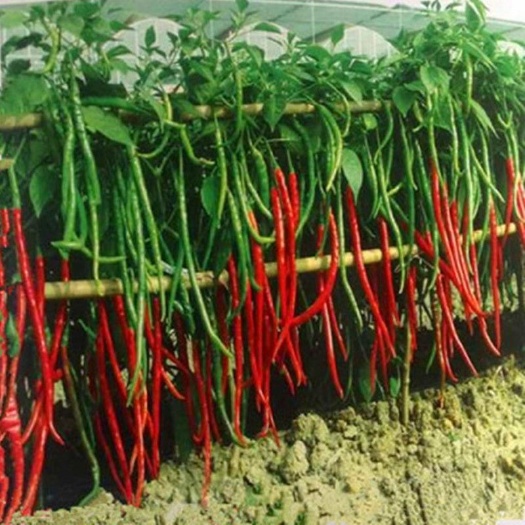 邵东市 辣椒种子 线椒种子 朝天椒 农家菜园盆栽阳台种植 蔬菜种子