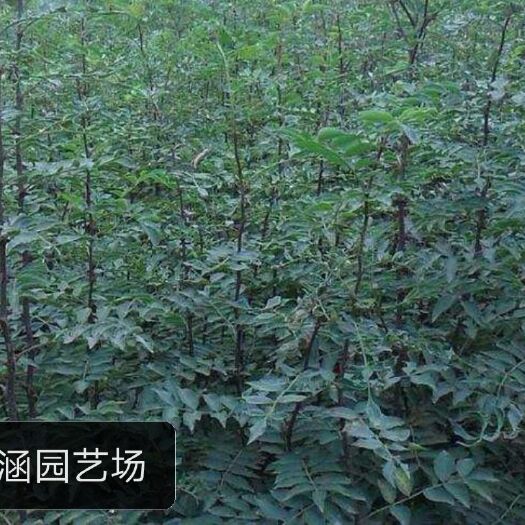 泰安九叶青和大红袍无刺花椒苗，嫁接，一年和二年苗