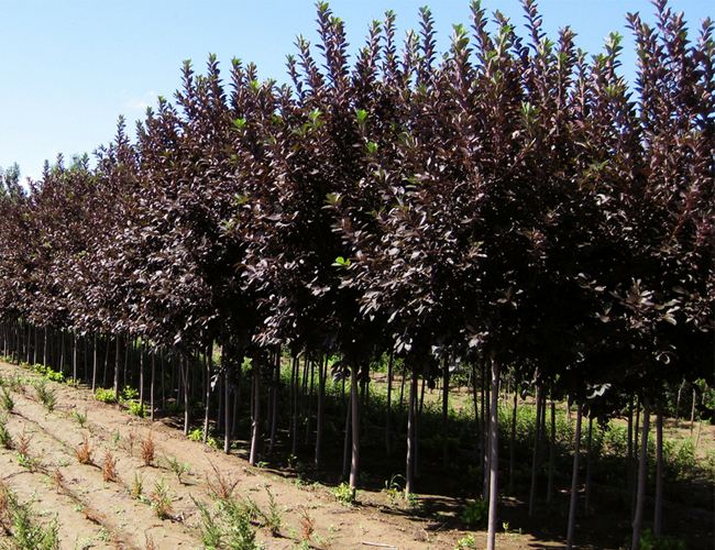 长春紫叶稠李苗 价格便宜，成品行道树，4米高胸径8-10，打包带走