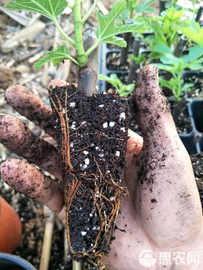 穴盘/育苗盘 草莓育苗穴盘 林木专用高脚加深穴盘厂家直销大量现货