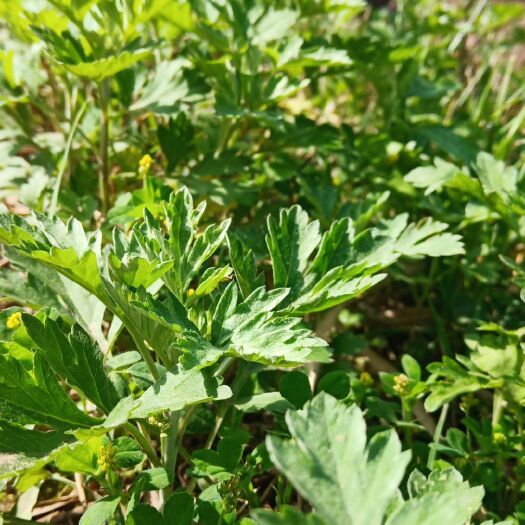 营山县艾草 大量中药材