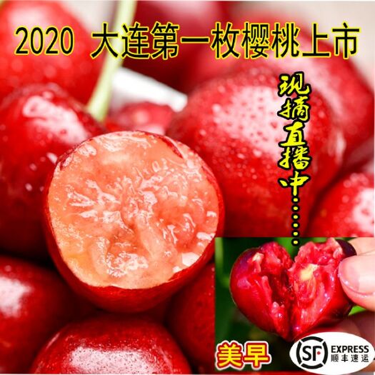 瓦房店市 大连现摘美早大樱桃新鲜水果上市