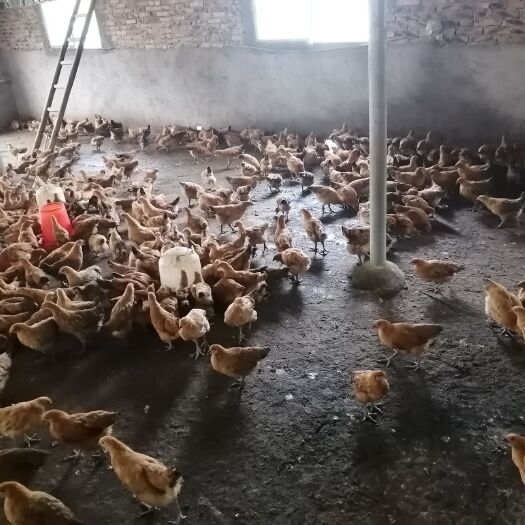 常宁市脱温红羽380鸡苗 母
