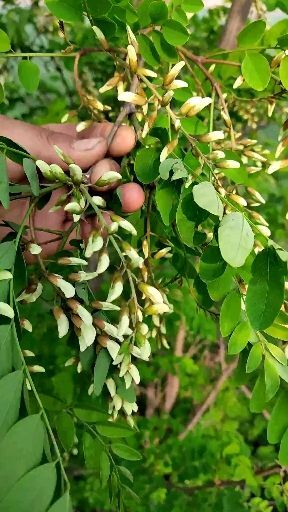 灵宝市槐树花  槐花 洋槐花 野菜当季野菜新鲜当天采摘