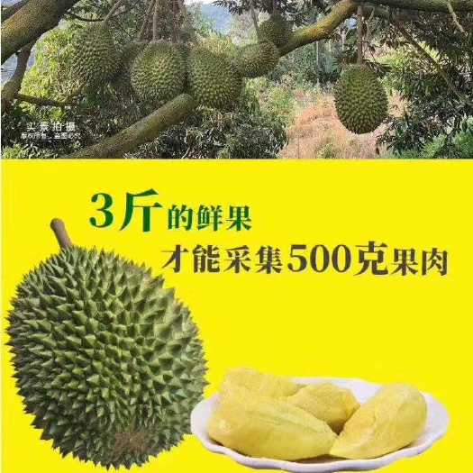 深圳 真正的猫山王来自于马来西亚猫山王榴莲体验馆！