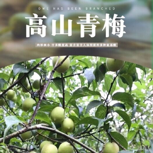 诏安县 福建高山青梅，现摘现卖。