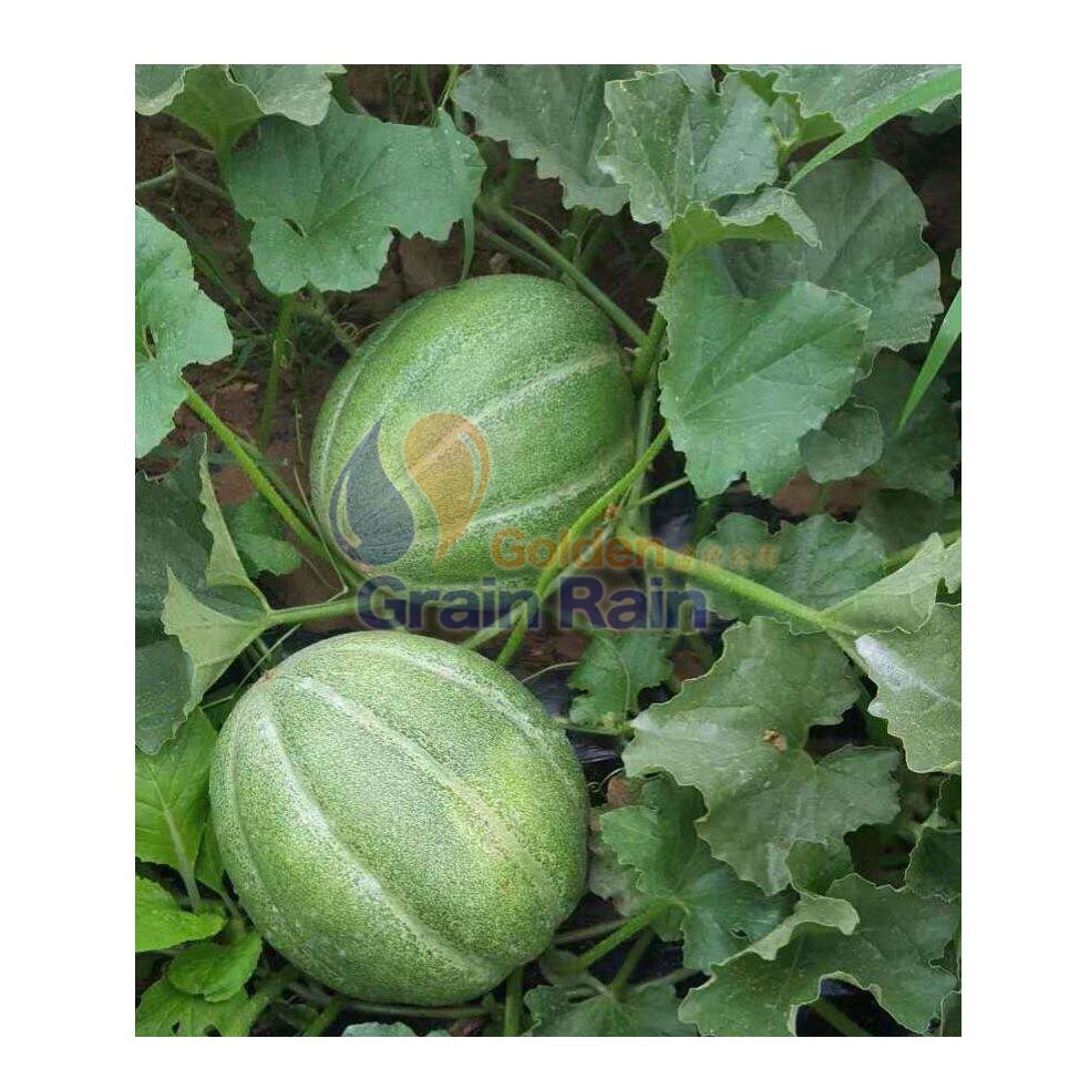 红心雷甜瓜种子肉质酥脆口感清香适应性好抗病性好低温坐果性好