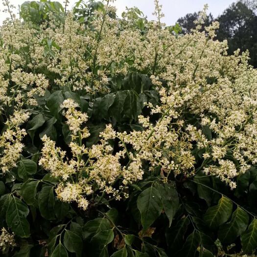 灵山县黑黄皮果苗 黄皮苗，嫁接苗，带泥球发货
