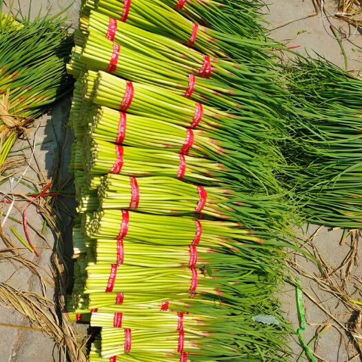 徐州红帽蒜薹 40~50cm