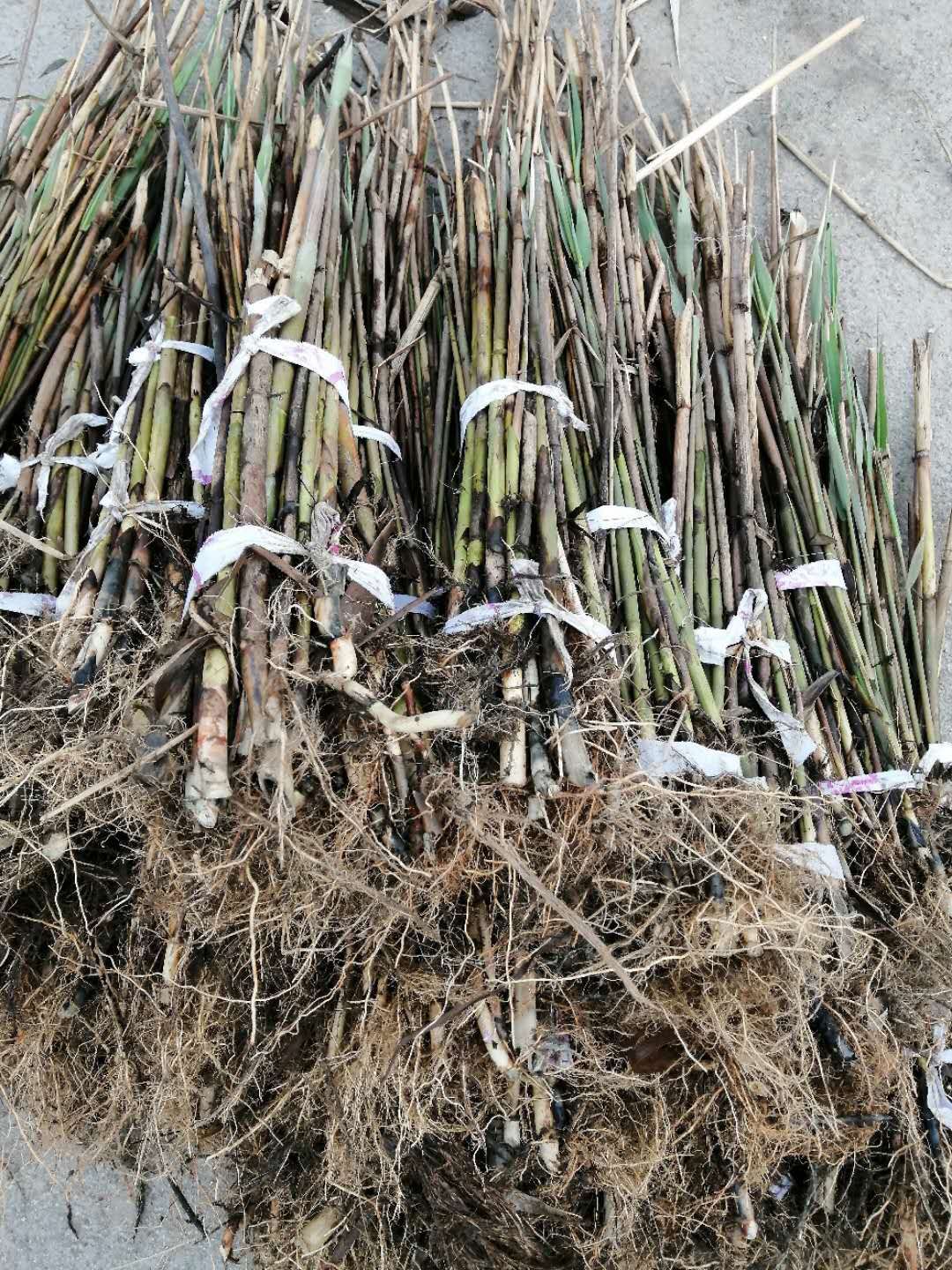 蒲葦 竹葦-蘆葦-香蒲-太空一號藕種