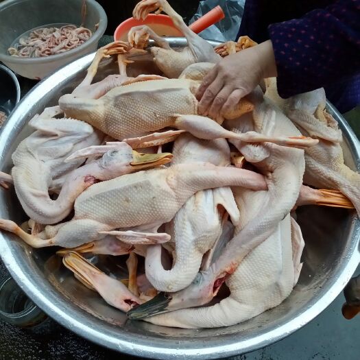 赣州麻鸭、胡鸭全母与泥鸭、白鹅，混合放养、觅食、，择优挑选……