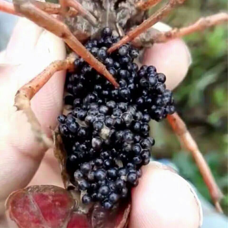  包邮小龙虾苗种虾抱卵青虾活体虾淡水养殖龙虾苗优质苗种基地培育