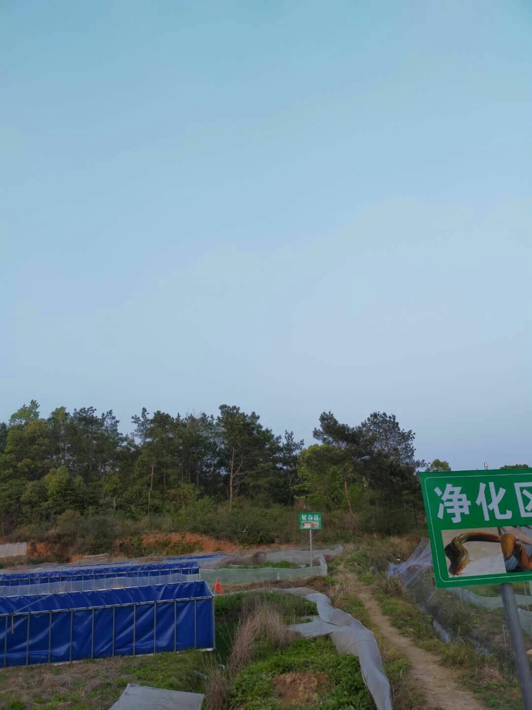 黄鳝苗  ，抗病力强，成活率高，生长速度快