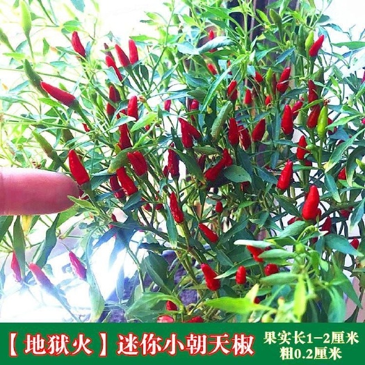 邵东市朝天椒种子 小米椒种籽朝天椒种孑盆栽观赏可食用特辣爆辣春夏秋四季蔬菜种子