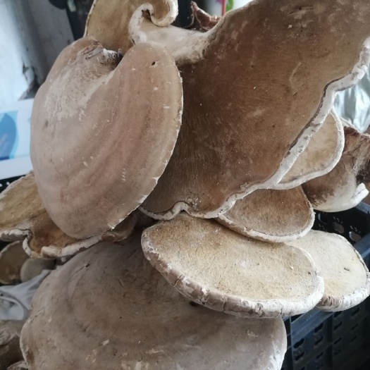 饶河县 白灵芝