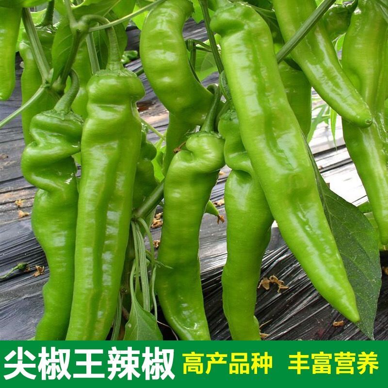  【牛角椒种子】 辣椒菜籽辣味浓厚春秋播种 阳台盆栽菜园蔬菜种