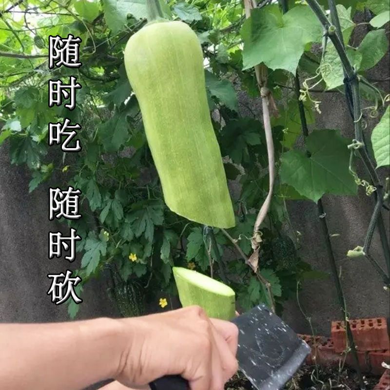 南京 精品砍瓜种子种籽苗四季特大农家巨型蔬莱菜瓜爬藤藤蔓蔬菜孑种苗