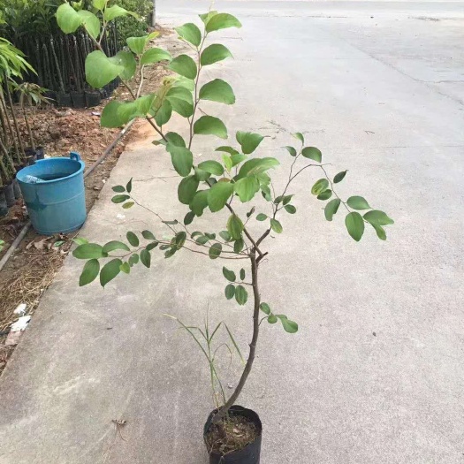灵山县青枣苗 大青枣果苗
