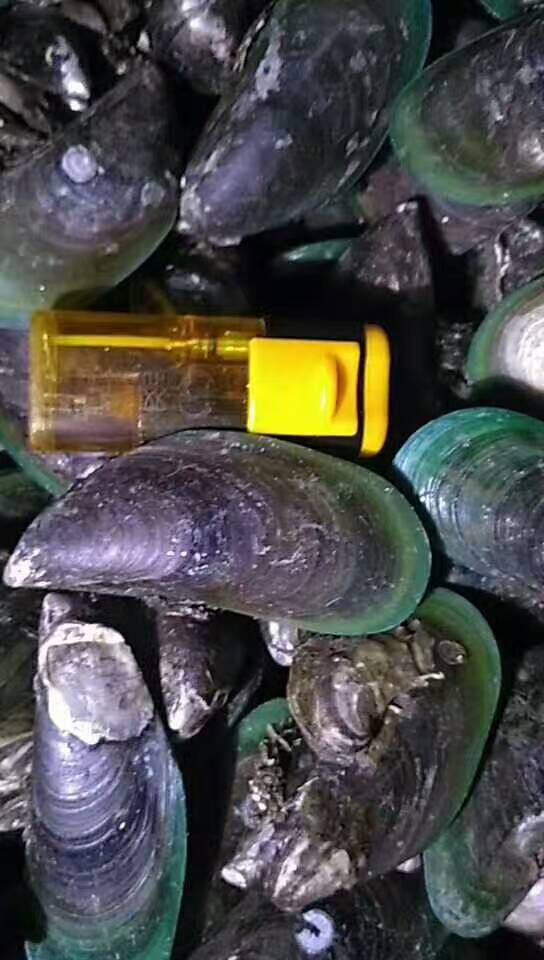 湛江 新鲜青口鲜活海虹7-12厘米长的青口批发