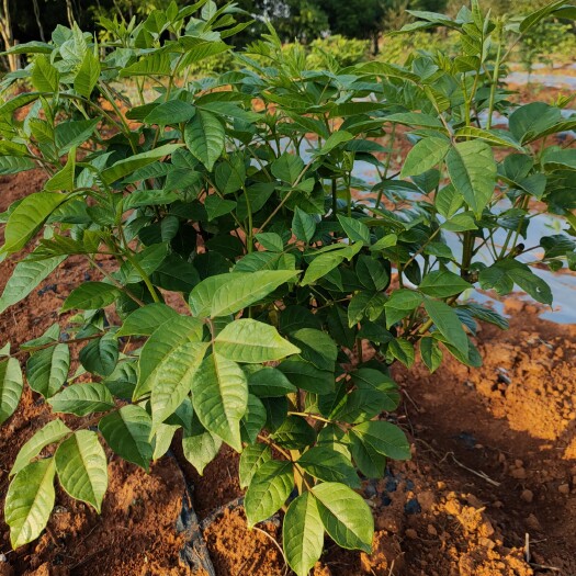 樟树市 江西中花吴茱萸苗木