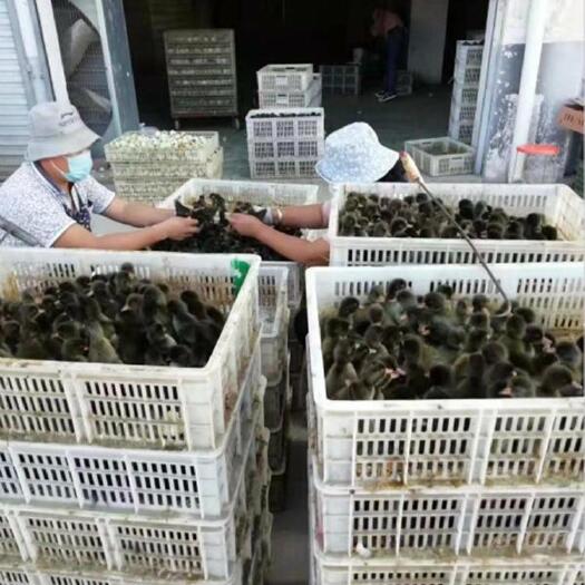 南宁 金定鸭苗