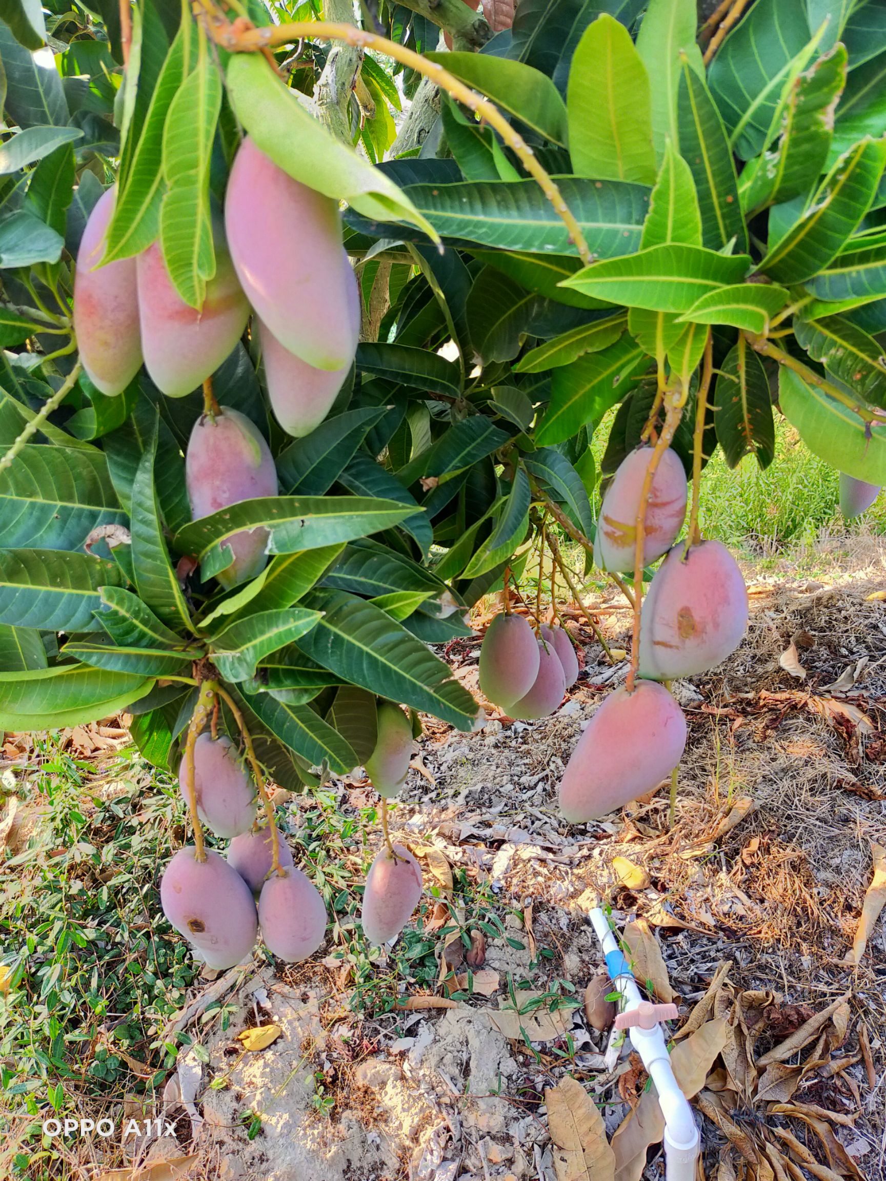 贵妃芒 2两以上