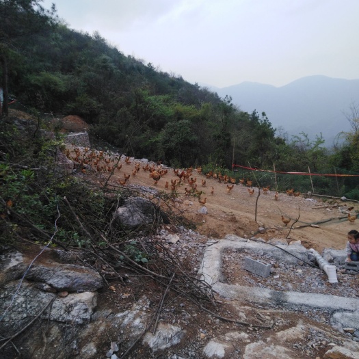 石门县 散养土鸡，土鸡蛋，大小土鸡苗