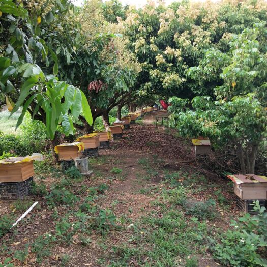 高州市土蜂蜜，产自深山密林高州仙人洞龙眼土蜂蜜。全国包邮，假一赔万