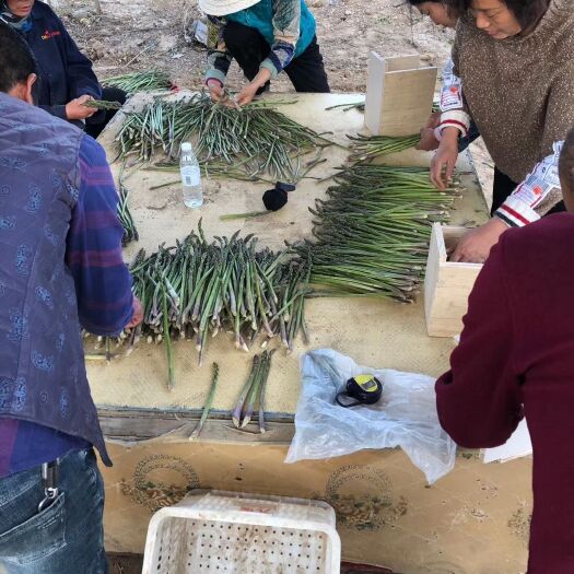 太康县 河南百亩芦笋供应