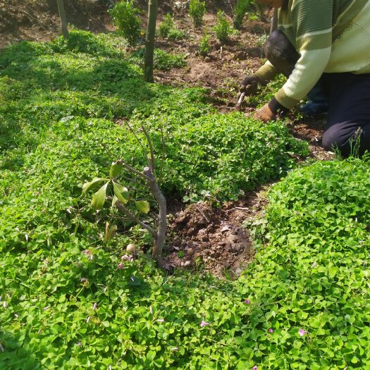潢川县红花草莓苗 红花草，适合各种色块绿化！红花绿叶，就像花海的绿地毯一样！