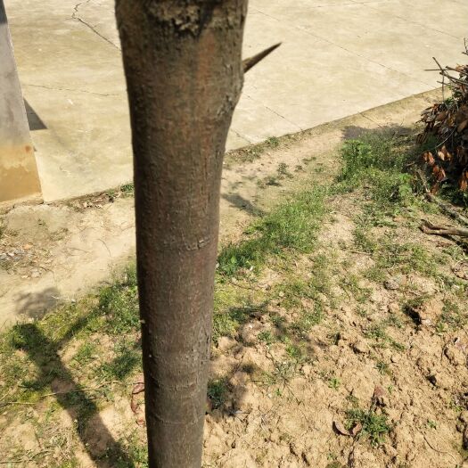 普通桂花树 桂花终年常绿，枝繁叶茂，秋季开花，芳香四溢，可谓“独占三秋压