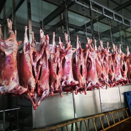 南宁 羔羊肉 鲜羊肉批发