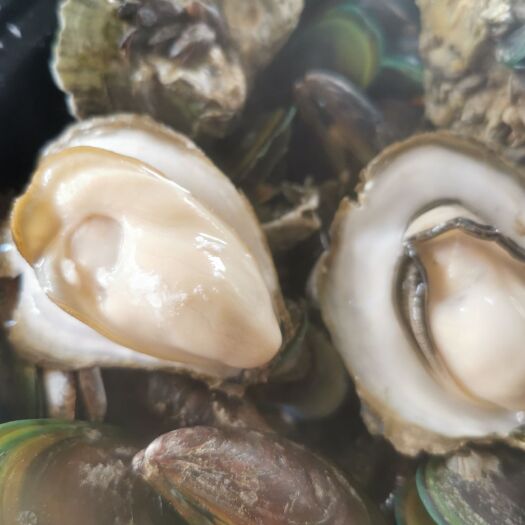 阳江 阳江生蚝