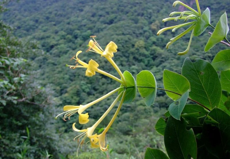  金银花 （山里货）