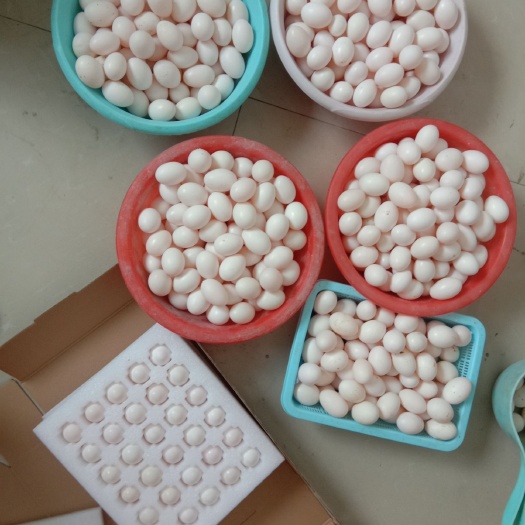 新鲜鸽子蛋，营养丰富，养殖厂直供，质量保证。