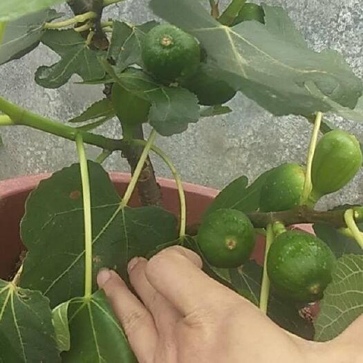 灵山县 波姬红无花果苗