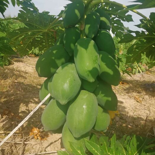 灵山县 红菱木瓜苗番木瓜苗当年挂果带土球发货