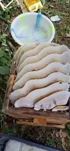 岚皋县土蜂蜜 土蜂百花蜜