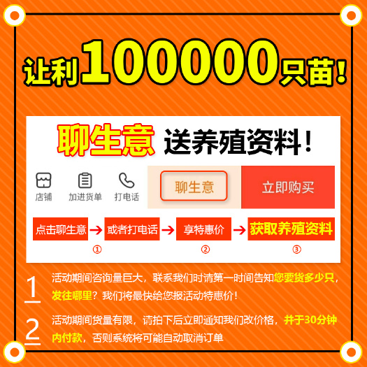南宁 K9鸡苗 快羽大种肉鸡苗 包疫苗包成活-华佳畜牧公司
