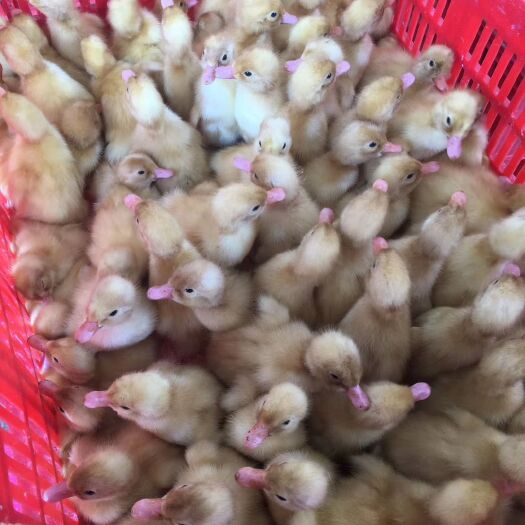 南宁白鸭苗