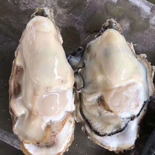 海阳市生蚝 深海天然海蛎子，营养价值