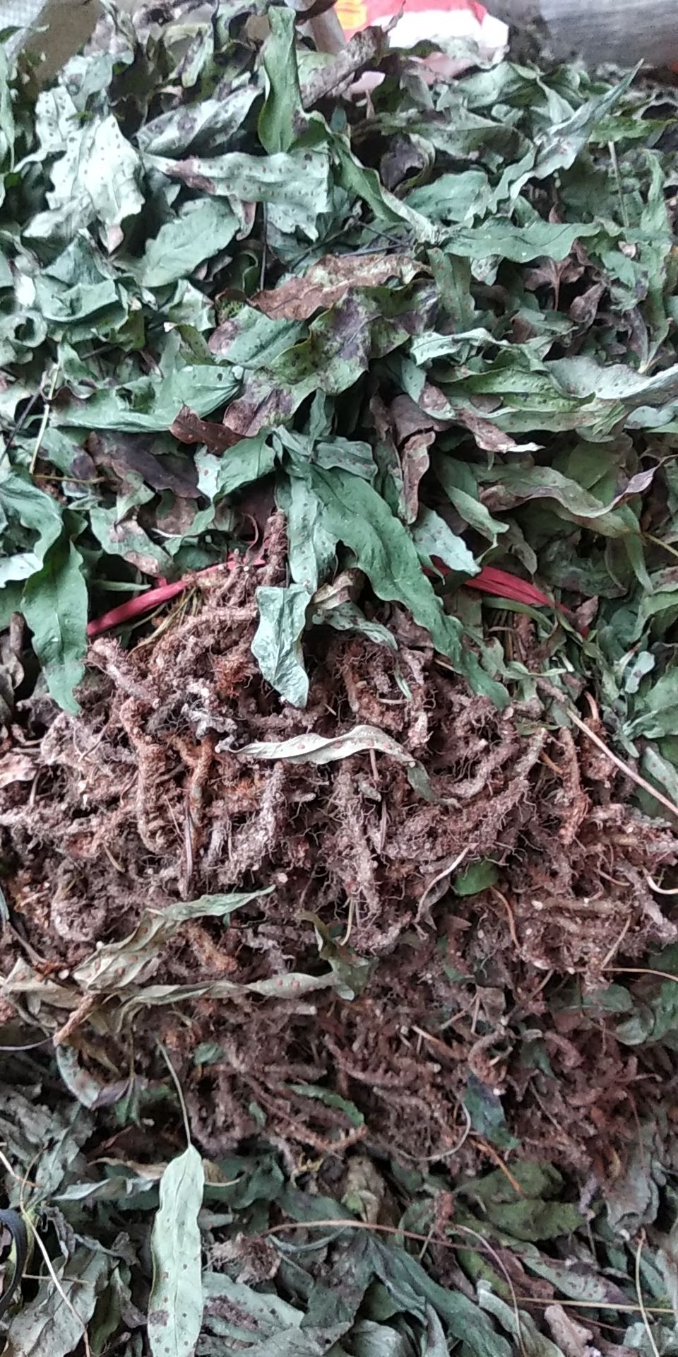 贵州铜仁非种植无硫药材鸭脚草干货鸭跖草干品金鸡脚晒干产地直发