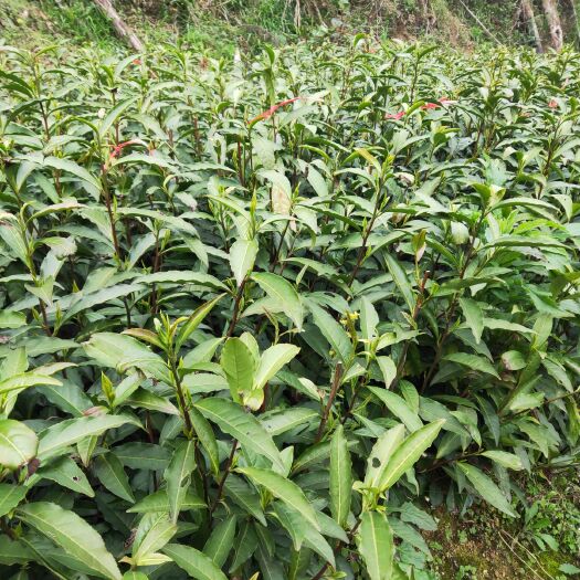 古丈县绿茶树苗 大量优惠绿茶苗木