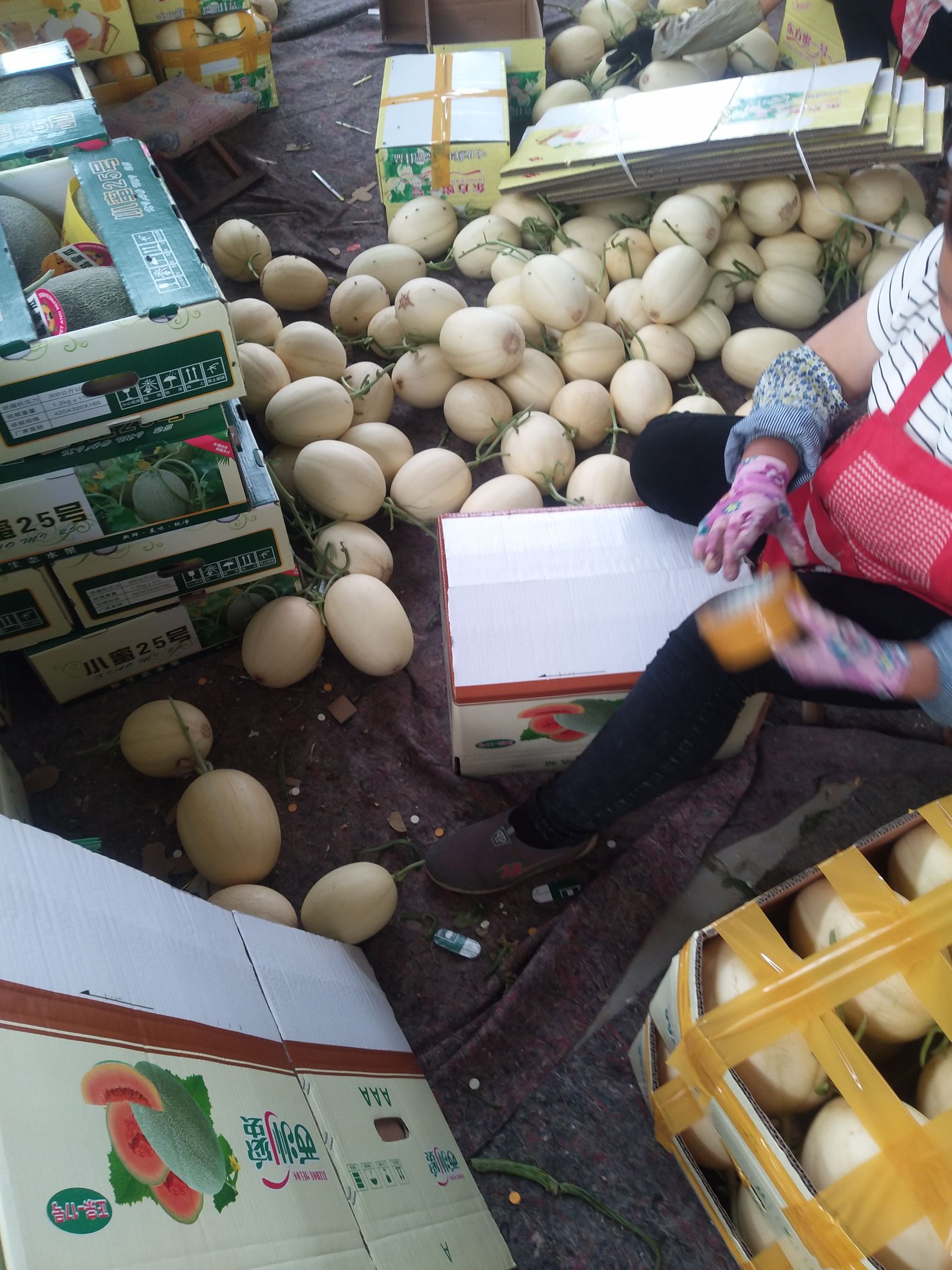 东方蜜甜瓜  山东聊城甜瓜大量上市