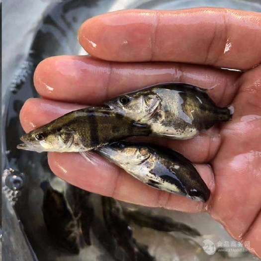 佛山桂鱼苗  翘嘴鳜，鳜鱼苗，产地直批，百万现货，支持全国发货