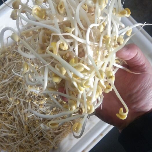 全自动大型豆芽机，商用豆芽机 豆芽去壳去皮机大型清洗机