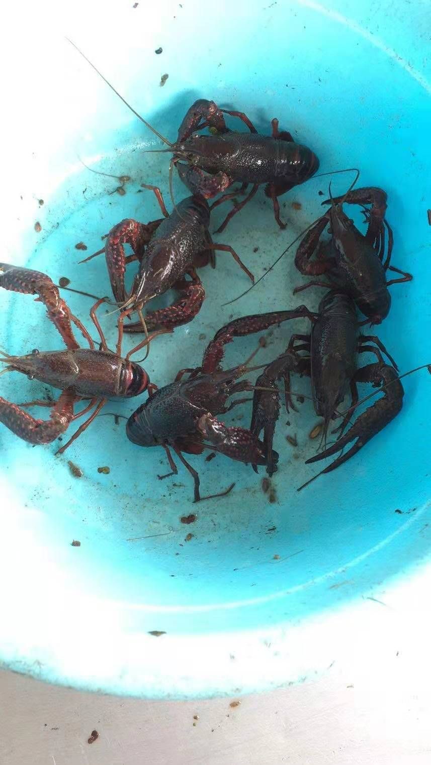  小龙虾3—4钱