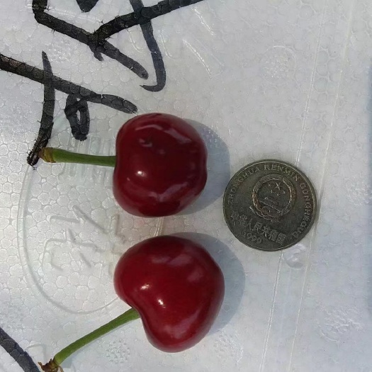 肥城市美早樱桃  万亩樱桃蓝莓种植基地，产地直供，量大从优