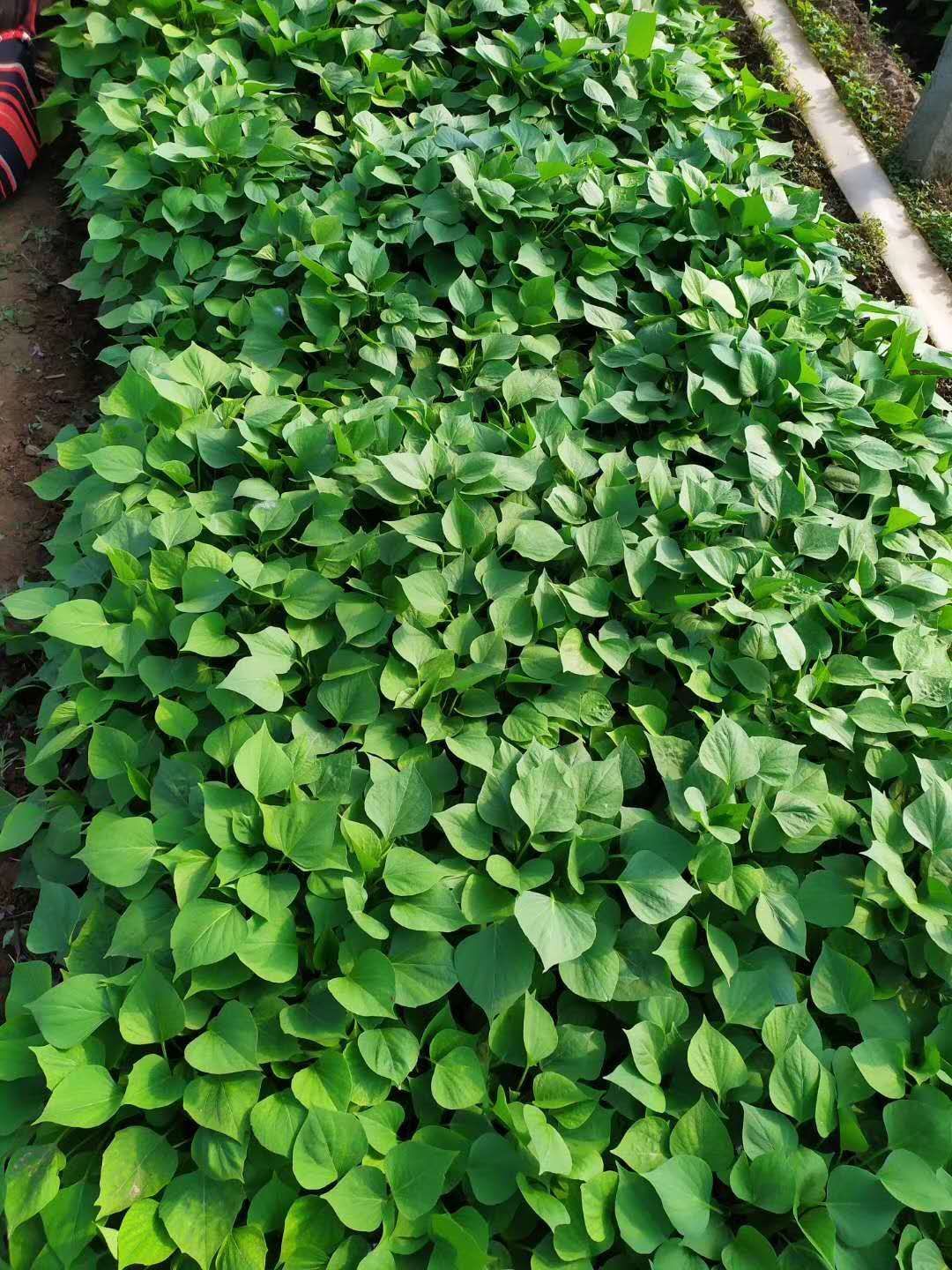 红蜜薯红薯苗，香薯苗，板栗薯苗日本红瑶地瓜苗产地直发量大从优